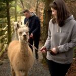 Guided Scenic Alpaca Trekking Experience Northern Ireland - Why You’ll Love This Experience