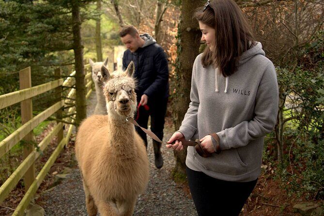Guided Scenic Alpaca Trekking Experience Northern Ireland - Why You’ll Love This Experience