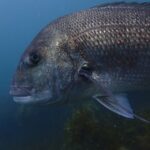 Guided Shore Dive Tour for Certified Diver - A Closer Look at the Guided Shore Dive Experience