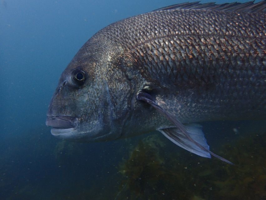 Guided Shore Dive Tour for Certified Diver - A Closer Look at the Guided Shore Dive Experience