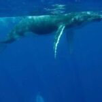 Guided Small Group Whale Watching and Swim Tour Tahiti - Final Thoughts: Why This Tour Truly Shines