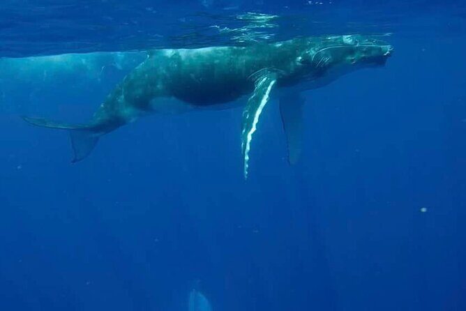 Guided Small Group Whale Watching and Swim Tour Tahiti - Final Thoughts: Why This Tour Truly Shines