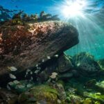 Guided Snorkeling Experience in Bondi - Who Would Enjoy This Snorkeling Tour?