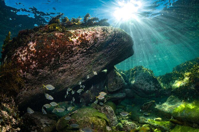 Guided Snorkeling Experience in Bondi - Who Would Enjoy This Snorkeling Tour?
