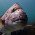 Guided Snorkeling for Beginner - A Detailed Look at the Guided Snorkeling Tour at Goat Island