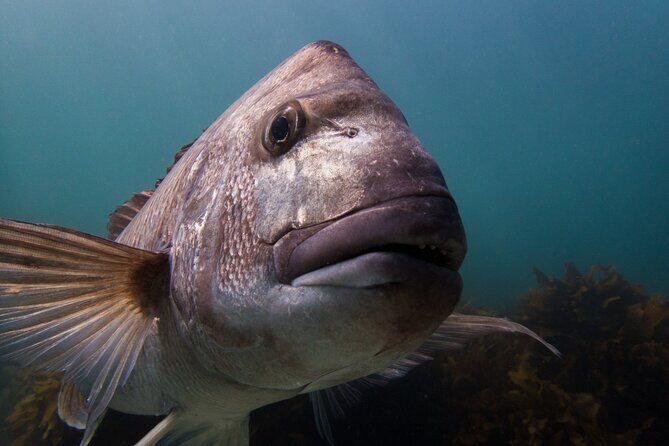 Guided Snorkeling for Beginner - A Detailed Look at the Guided Snorkeling Tour at Goat Island