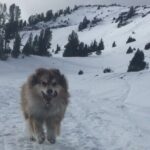 Guided Snowshoe Experience in Lake Tahoe - Who Will Love This Tour?