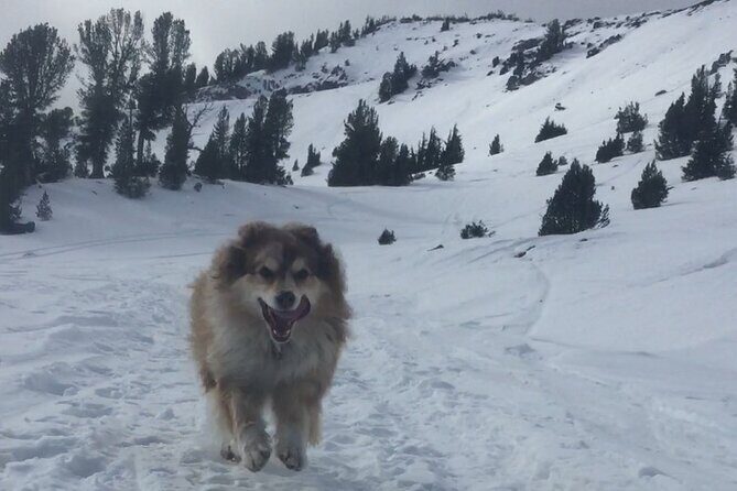 Guided Snowshoe Experience in Lake Tahoe - Who Will Love This Tour?