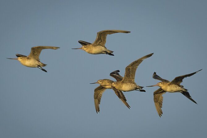 Guided Tour at Pukorokoro Shorebird Centre - Final Thoughts