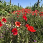 Guided tour & Crozes-Hermitage wine tasting - Frequently Asked Questions