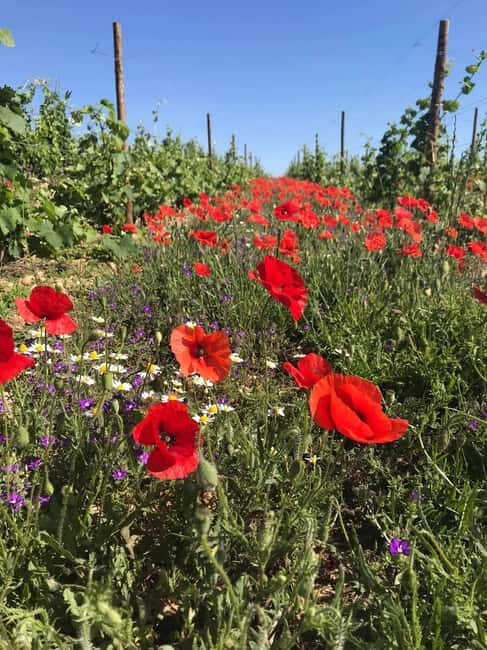 Guided tour & Crozes-Hermitage wine tasting - Frequently Asked Questions