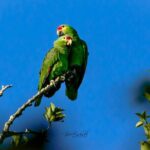 Guided Tour in Costa Maya Chacchoben Ruins History - The Tequila Tasting: Savoring Mexico’s Spirit of Choice