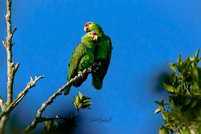 Guided Tour in Costa Maya Chacchoben Ruins History - The Tequila Tasting: Savoring Mexico’s Spirit of Choice