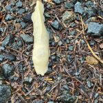 Guided Tour of Ketchikans Top Attractions - Final Thoughts: Who Will Love This Tour?