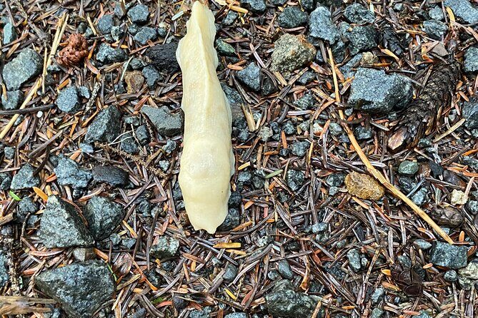 Guided Tour of Ketchikans Top Attractions - Final Thoughts: Who Will Love This Tour?