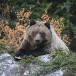 Guided Tour to Banff Highlights & Wildlife With Gondola Admission - Frequently Asked Questions