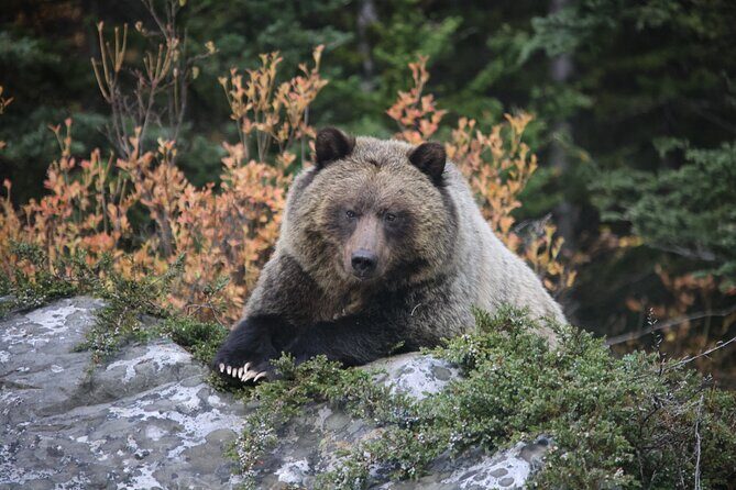 Guided Tour to Banff Highlights & Wildlife With Gondola Admission - Frequently Asked Questions