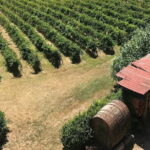 Guided tour with wine tasting and local organic products - Who Should Consider This Tour?