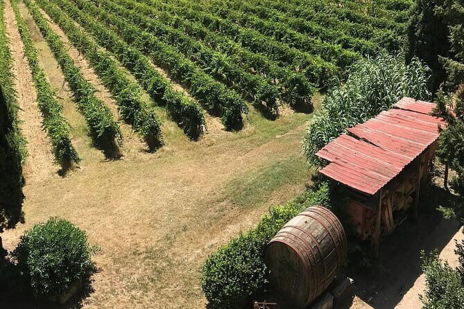 Guided tour with wine tasting and local organic products - Who Should Consider This Tour?