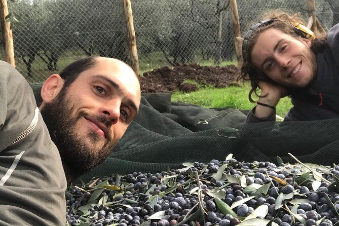 Guided tours of the olive grove with oil tasting. - What Do Travelers Say?