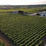 Guided Visit to the Vineyard with Wine Tasting - Final Thoughts: Is It Worth It?