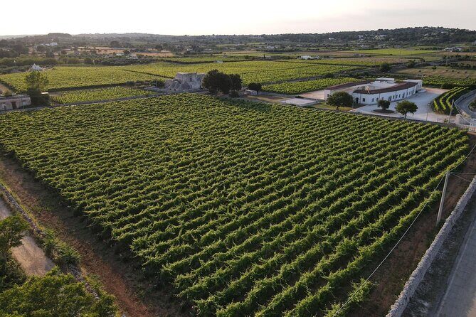 Guided Visit to the Vineyard with Wine Tasting - Final Thoughts: Is It Worth It?