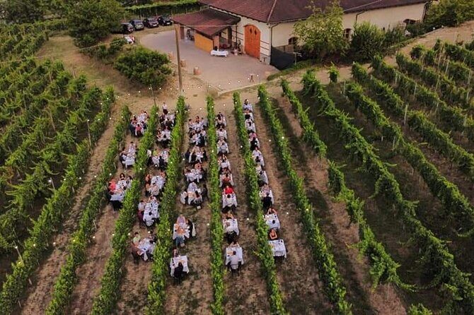 Guided Walk and Lunch in the Vineyard in Alba - Final Thoughts: Who Will Love This Tour?