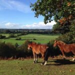 Guided Walking Tour of New Forest National Park in Hampshire - FAQ