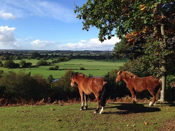 Guided Walking Tour of New Forest National Park in Hampshire - FAQ