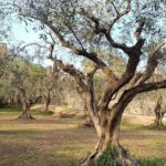 Guided Walking Tour on Verona Hillside - Practical Considerations and Tips