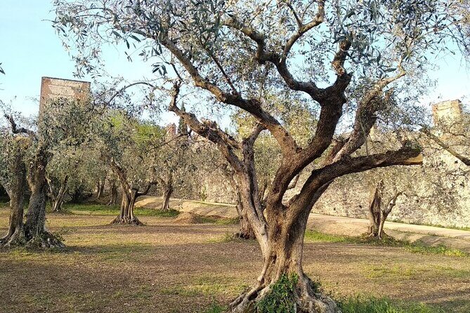Guided Walking Tour on Verona Hillside - Practical Considerations and Tips