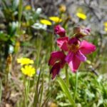 Guided Walk+Picnic: Western Algarve´s Wild Beauty - Who Should Consider This Tour?