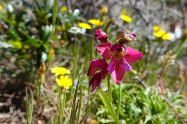 Guided Walk+Picnic: Western Algarve´s Wild Beauty - Who Should Consider This Tour?