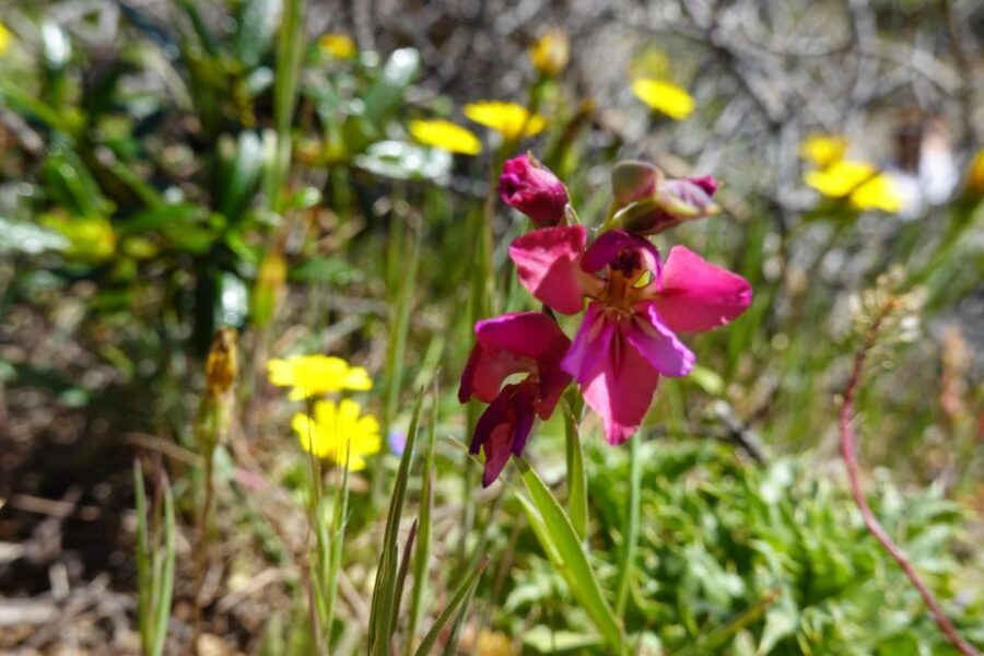 Guided Walk+Picnic: Western Algarve´s Wild Beauty - Who Should Consider This Tour?
