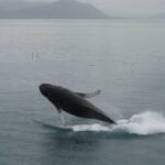 Guided Whale Watching Experience from Reykjavik - An In-Depth Review of the Reykjavik Whale Watching Tour
