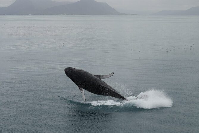 Guided Whale Watching Experience from Reykjavik - An In-Depth Review of the Reykjavik Whale Watching Tour