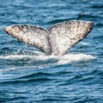 Guided Whale Watching Tour from Long Beach - The Sum Up: Is It Worth It?