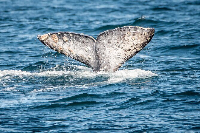 Guided Whale Watching Tour from Long Beach - The Sum Up: Is It Worth It?