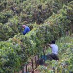 Guided Wine and Olive oil tasting - Who Will Enjoy This Tour?