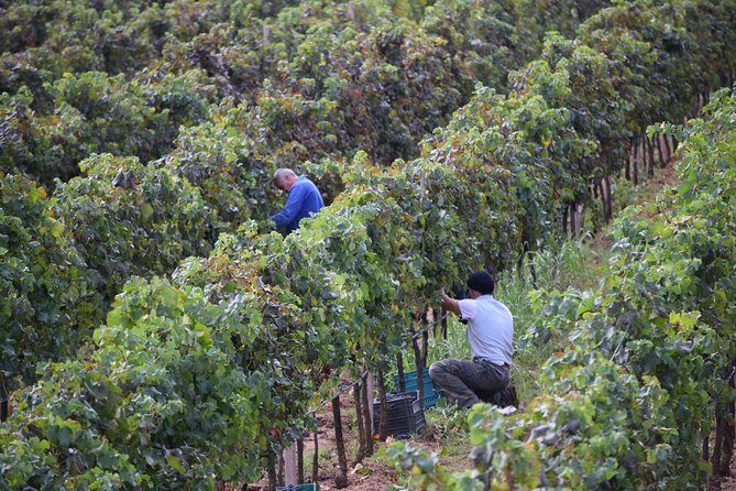 Guided Wine and Olive oil tasting - Who Will Enjoy This Tour?