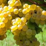 Guided Wine Tasting Experience in a Roman Vineyard - Who Should Consider This Tour?
