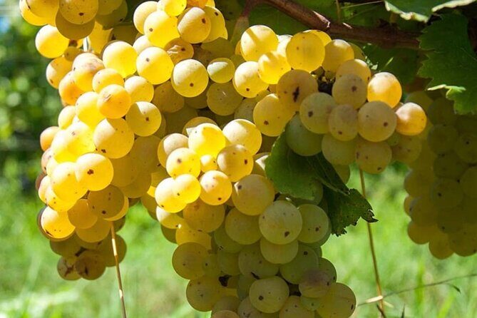 Guided Wine Tasting Experience in a Roman Vineyard - Who Should Consider This Tour?