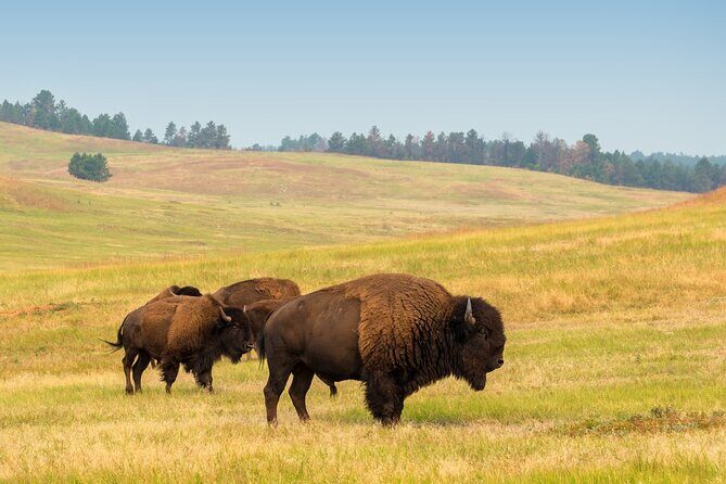 Guided Yellowstone Wildlife Tour