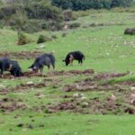 Gulf of Orosei: 4X4 tour between Mountains & Beaches - What Travelers Say
