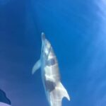 Gulf of Porto: Check out the Calanques de Piana and/or the Scandola Reserve - An In-Depth Look at the Corsican Coast by Boat