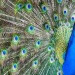 Gulf Shores, Orange Beach Area Multi-Attraction Pass - Practical Tips for Making the Most of Your Pass