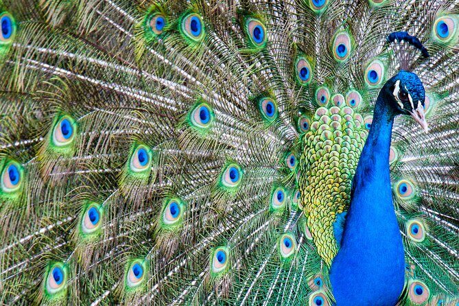 Gulf Shores, Orange Beach Area Multi-Attraction Pass