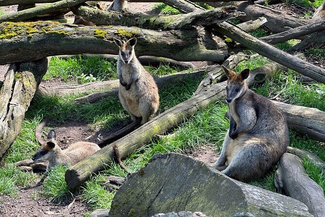 Hahndorf and Hills Wildlife Wonders - A Detailed Look at the Hahndorf & Hills Wildlife Wonders Adventure