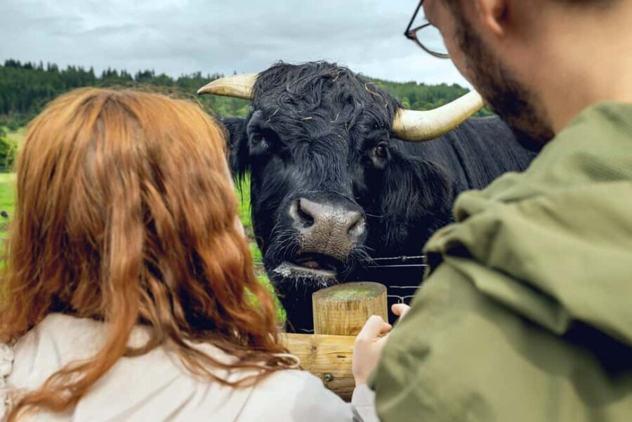 Hairy Coos & Highland Views: A Short Escape from Edinburgh - A Deep Dive into What You Can Expect