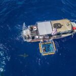 Haleiwa: North Shore Shark Cage Diving Experience - An In-Depth Look at the Haleiwa North Shore Shark Cage Experience